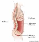 pelvic-floor-diaphragm