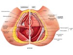 perineal-muscles